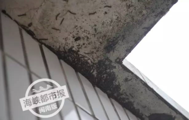 恐怖！泉州一户村民家被虫包围 虫子还会产卵杀都杀不尽