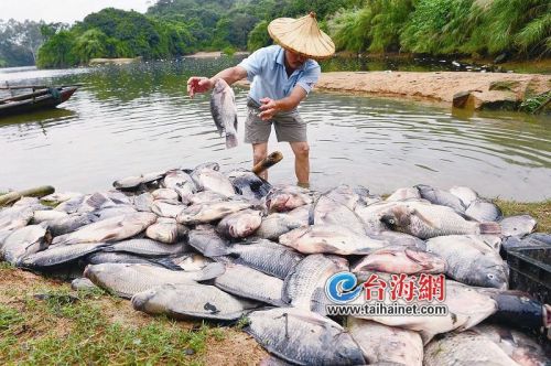 漳州：四万斤鱼死亡谁之过？与废渣处理厂污水有关？
