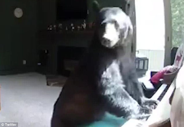 美國一只灰熊入室“打劫”不忘彈鋼琴秀才藝