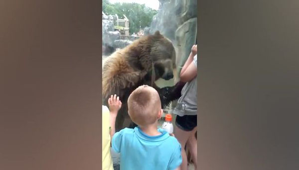 美國動物園灰熊和兒童親密互動 萌趣活潑惹人愛