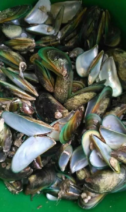 漳浦发生食用青蛤中毒事件 36人被送往医院救治 