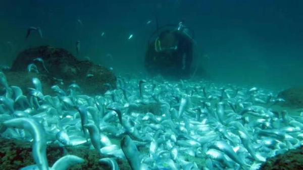 非法炸鱼！深圳男子潜水时在海底发现200斤死鱼