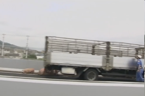 日本37头生猪上演公路大逃亡 致交通堵塞5小时