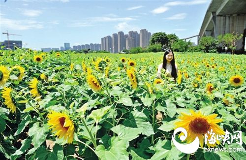 福州迎来绚烂夏花季 花海公园80万株向日葵盛放