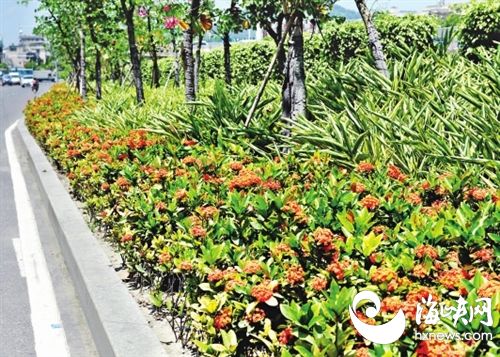 福州迎来绚烂夏花季 花海公园80万株向日葵盛放