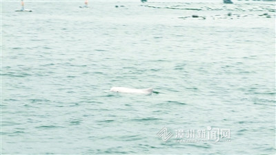三头中华白海豚现身龙海港尾镇斗美村浯垵岛周边海域