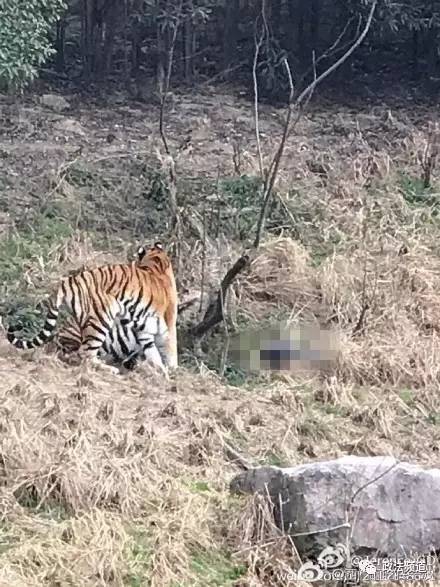 2女1男为逃票翻墙进动物园 落地时周围站了7只虎（2）