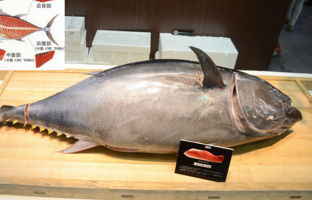 遭环保组织质疑后 京东宣布下架自营蓝鳍金枪鱼 蓝鳍金枪鱼为什么好吃