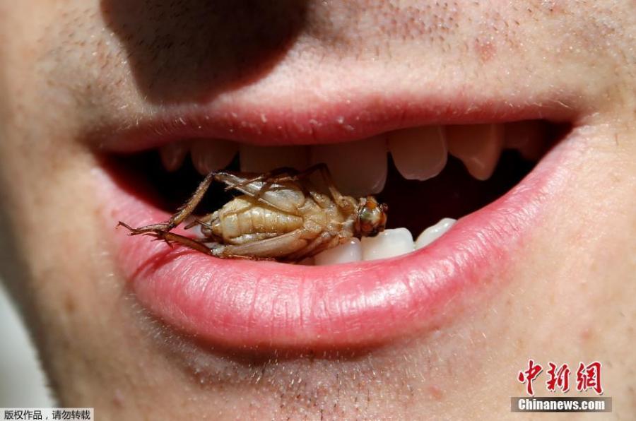 比利时食品公司推蟋蟀饼干 顾客可吞下整只蟋蟀