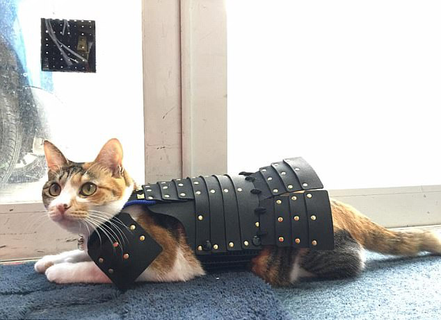 萌态英姿！日本公司专业给宠物猫狗定做武士服（2）