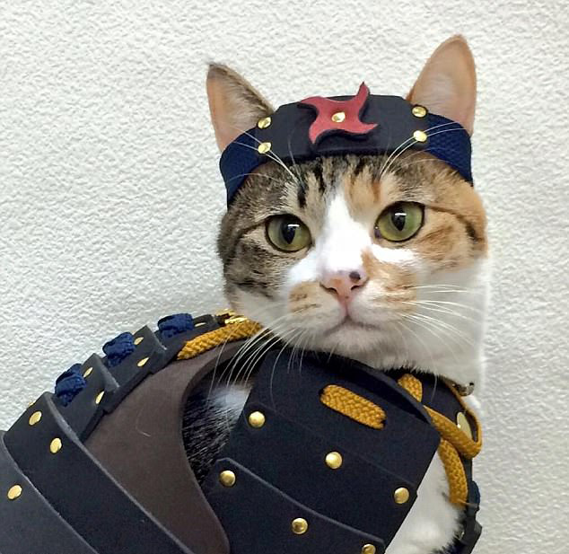 萌态英姿！日本公司专业给宠物猫狗定做武士服