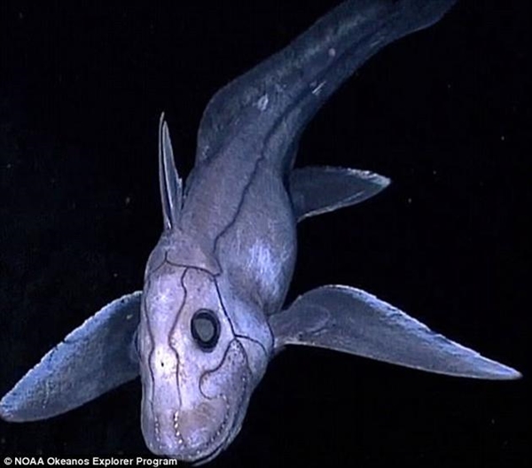 深海中最诡异、最神秘生物鬼鲨惊现：太奇葩
