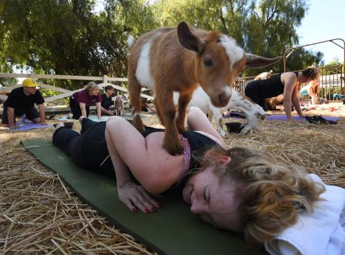 “羊瑜珈”席卷全美 小羊跃背助学员挑战高难度
