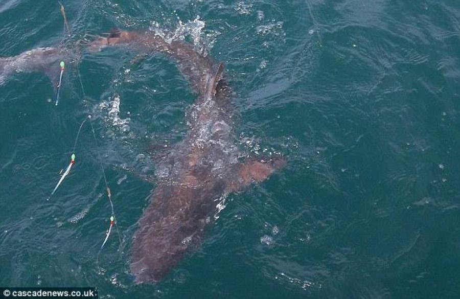 英国70岁老汉钓到1.5米长鲨鱼 钓鲨鱼用什么鱼竿？