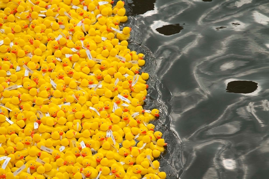 西班牙举办小黄鸭游泳比赛筹善款 三万只小黄鸭被投入河内