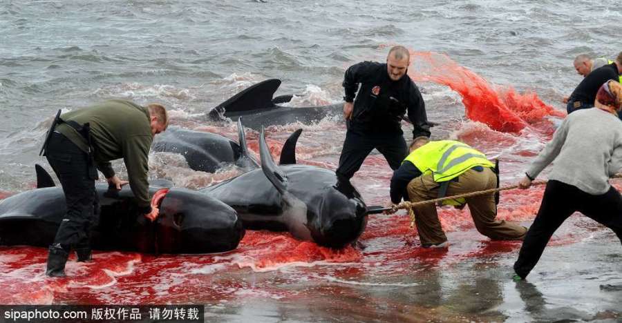 法罗群岛集体杀鲸已有千年历史 海水被鲜血染红
