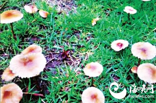 福州雨后蘑菇一片片 或有毒眼观嘴勿馋【图】