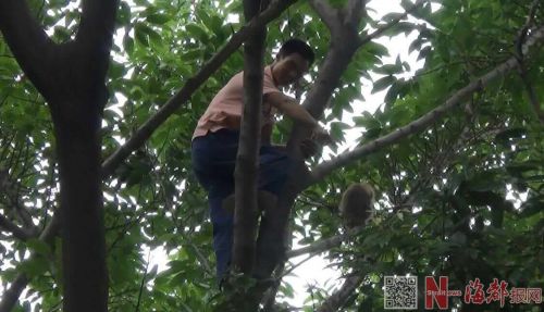 任性猴姑娘自解锁链上树 一游客抓猴反被困