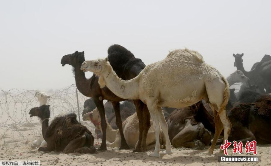 海湾外交危机最新消息 上万头卡塔尔骆驼绵羊被沙特驱逐出境