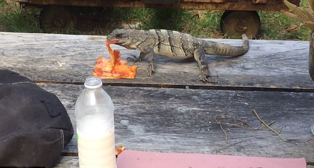 墨西哥一只蜥蜴偷吃披萨 两只同类虎视眈眈