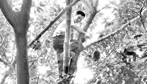 晋江：母猴解链逃上树 好心游客抓猴反被困