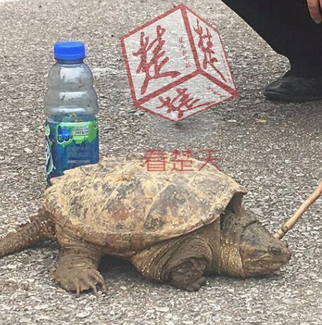 老汉菜地捡到大龟 鳄龟属外来物种 专家建议把它吃了
