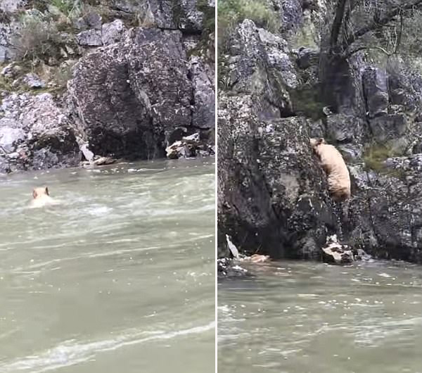 美国一只红棕熊冲破急流成功自救引众人为其欢呼