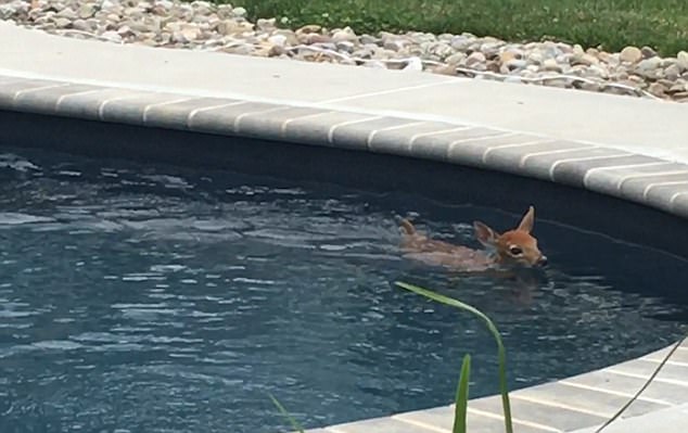 逗趣！美国小鹿耐不住炎热 每日光顾一居民家泳池