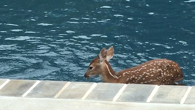 逗趣！美国小鹿耐不住炎热 每日光顾一居民家泳池