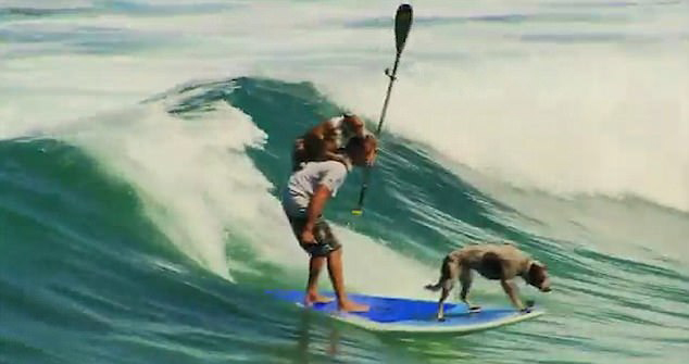 会玩！澳大利亚男子带着两只狗大玩冲浪蹿红网络