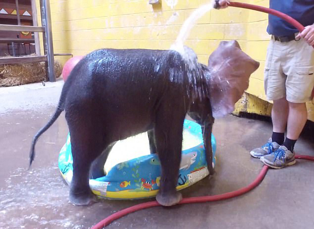 美国动物园小象水池中冲凉 样子憨态可掬惹人爱