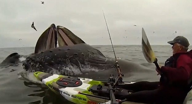 美国加州男子划皮艇偶遇两只座头鲸 险被撞翻