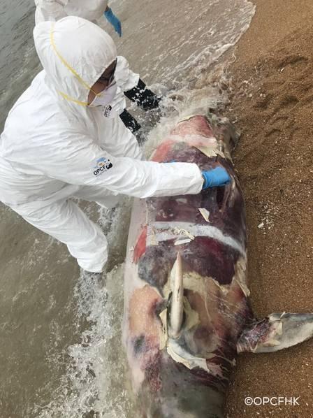 香港海滩发现海豚尸体 怀孕的中华白海豚搁浅腐烂