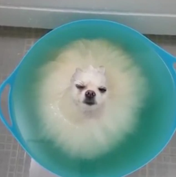 韩国博美犬泡澡放松意外睡着 视频走红网络
