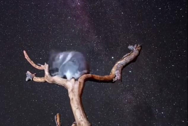澳洲最文艺的考拉亮相！每晚坐枝头观赏璀璨星空