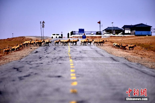 可可西里今年首批藏羚羊安全通过青藏公路。<a target='_blank' href='http://www.chinanews.com/'>中新社</a>记者 孙燕初 摄