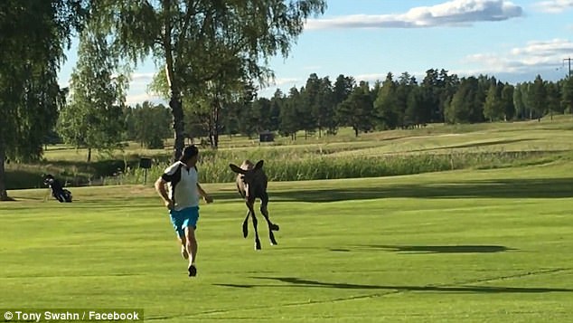尴尬！瑞典一高尔夫球手被驼鹿追赶引来网友吐槽