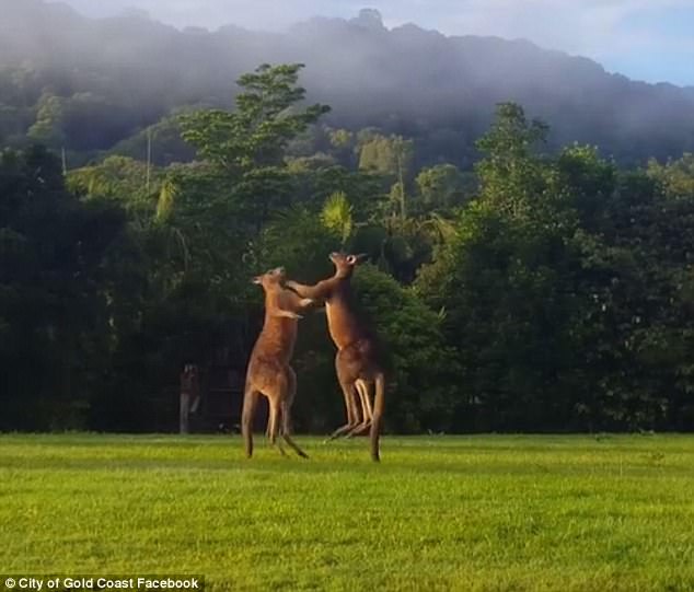 澳大利亚两只雄性袋鼠草地上展开激烈“拳击赛”
