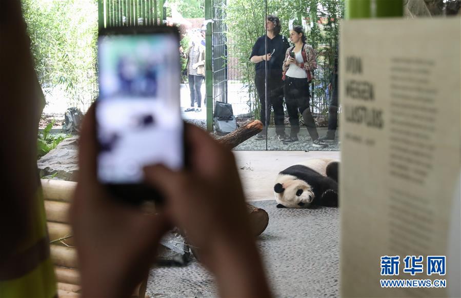中国国宝大熊猫抵德 柏林民众争先恐后看熊猫