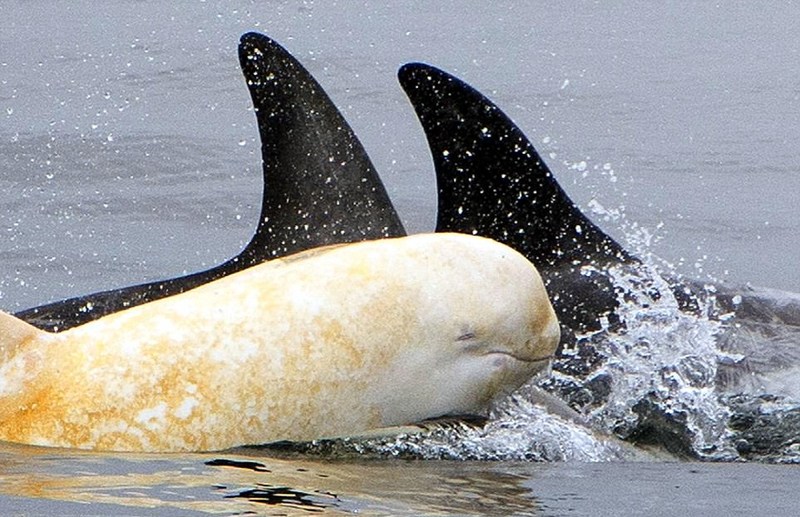 加州海湾现罕见白化海豚或是唯一一只 如蓝海珍珠海面嬉戏