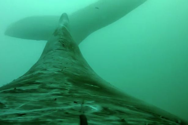 座头鲸水下捕猎场景令人瞠目结舌 画面紧张感十足