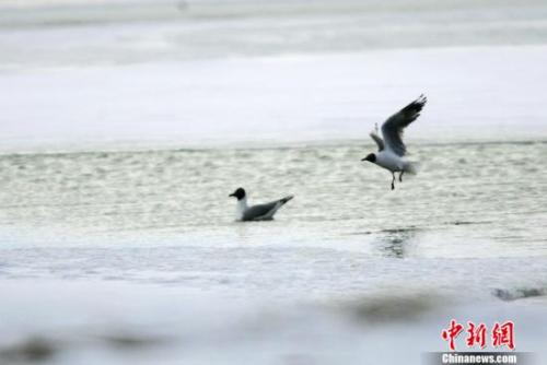 2005年5月中旬，两只灰雁在可可西里无人区多格错仁附近的冰河中嬉戏。中国大部分地区进入夏季的时候，这里依然一片冰雪世界。<a target='_blank' href='http://www.chinanews.com/'>中新社</a>记者 武仲林 摄