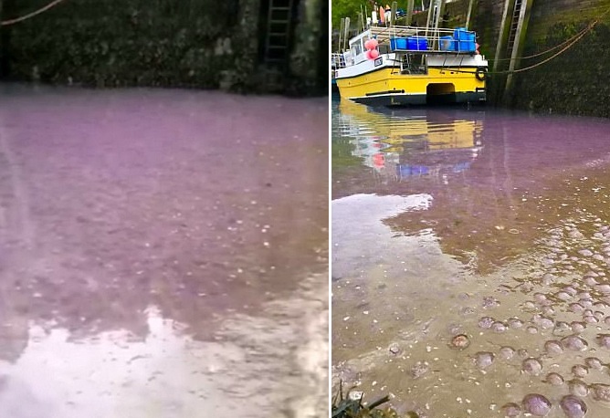 叹为观止！英国港口现数万海月水母“染紫”海面