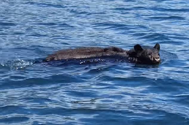 罕见！游客在加拿大海湾偶遇一只黑熊在游泳