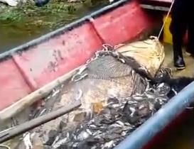 渔民捕获120公斤巨鱼