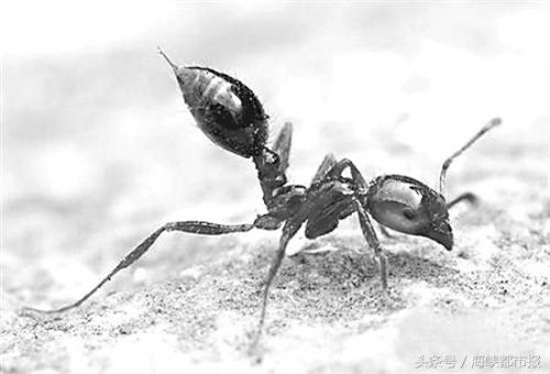 惠安多人被蚂蚁咬伤送医 当地农业局将组织扑杀