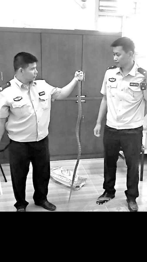 惊魂！泉州南安：长蛇闯民宅 吓坏女房东 