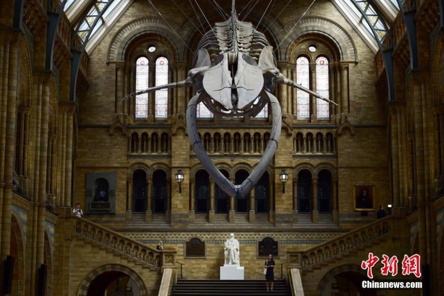 英国博物馆126岁蓝鲸骨骼悬空展示 现场霸气壮观