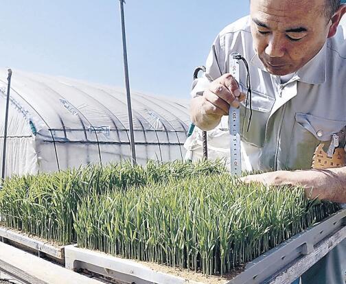 日本新大米品种“富富富”长势最佳 耗时15年将迎来大规模种植