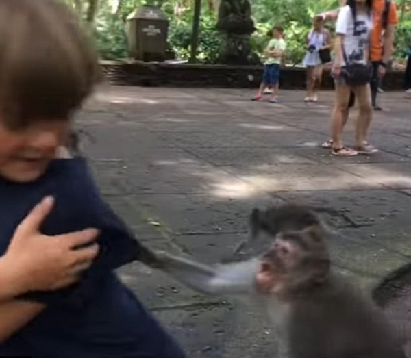 调皮！国外一泼猴进食时突然紧紧咬着男童衣袖